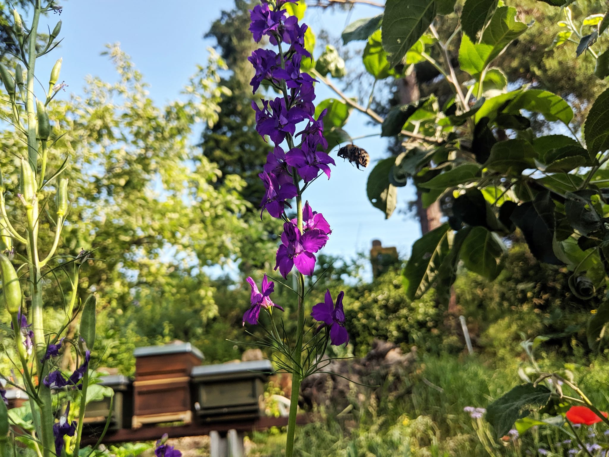 Biene fliegt zu lila Rittersporn-Blüte